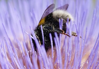 The Garden Pollinators – A Visual Guide