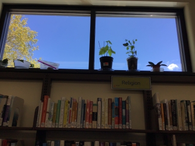 Plants at the Horseheads Free Library – Part 2