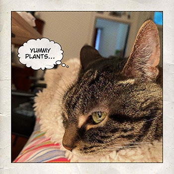 Cat thinking about yummy plants