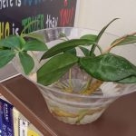 Plants at the Horseheads Free Library – Part 1