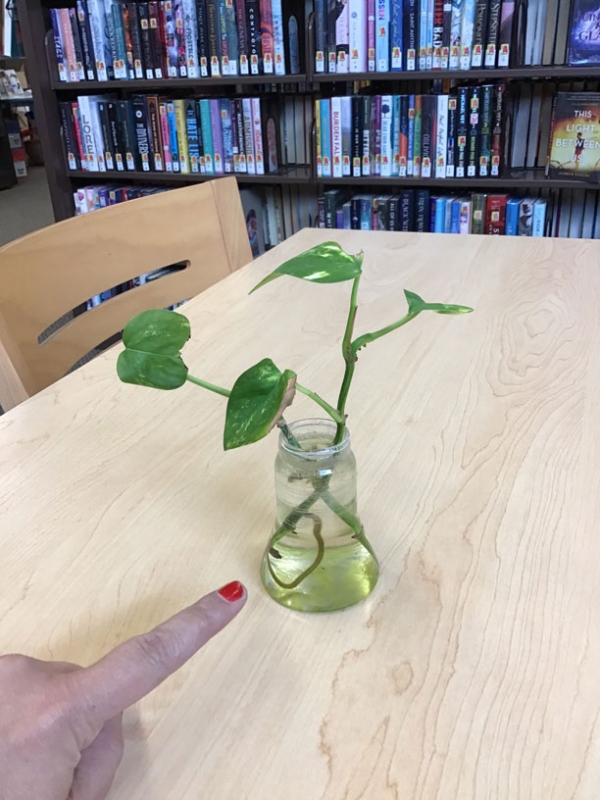 The two pieces that were cut and put into water are starting to produce roots. The first time I grew a Pothos in water like this we named the plant Rat Tail because that is what the root looked like as it grew. This small plant is starting to grow a mouse tail.