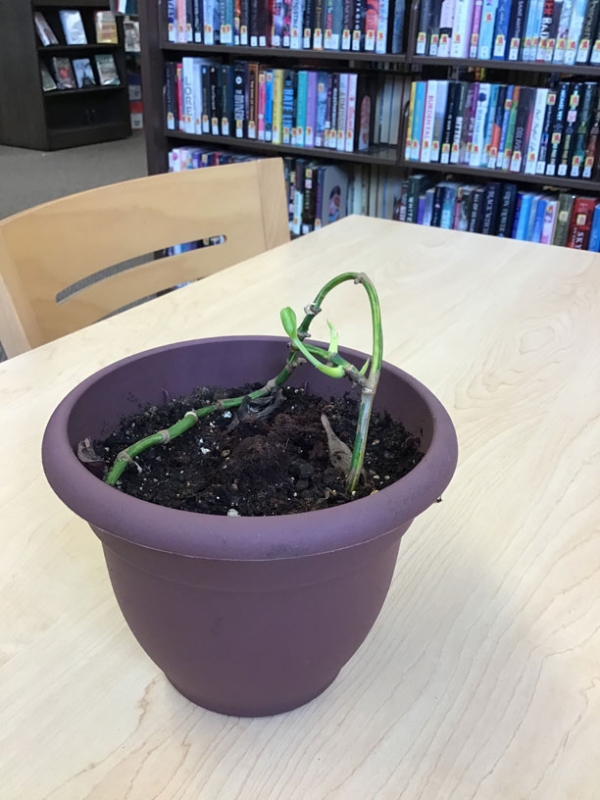 The most surprising growth of this chopped up plant is the piece of vine that I just put in dirt with no hope of growing anything. That dead looking vine somehow breathed life back into itself when I laid it in dirt. After months it has sucked up enough nutrients from the soil and water and started growing very tiny leaves.