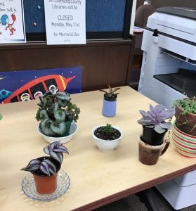 Plants at HFL – An apology to my Plants