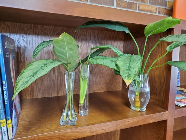 Plants at the Horseheads Free Library – Part 3