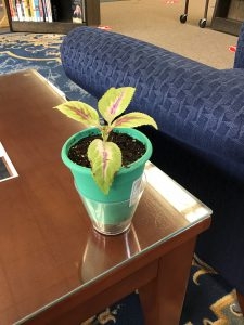 This is something you can start in a cup and as it grows the leaves are so pretty. If you forget to water it the big leaves give you some time before it truly shrivels up. And when you do finally water it, wow the reaction! This plant stands back up and is beautiful again. Remember to Hydrate!