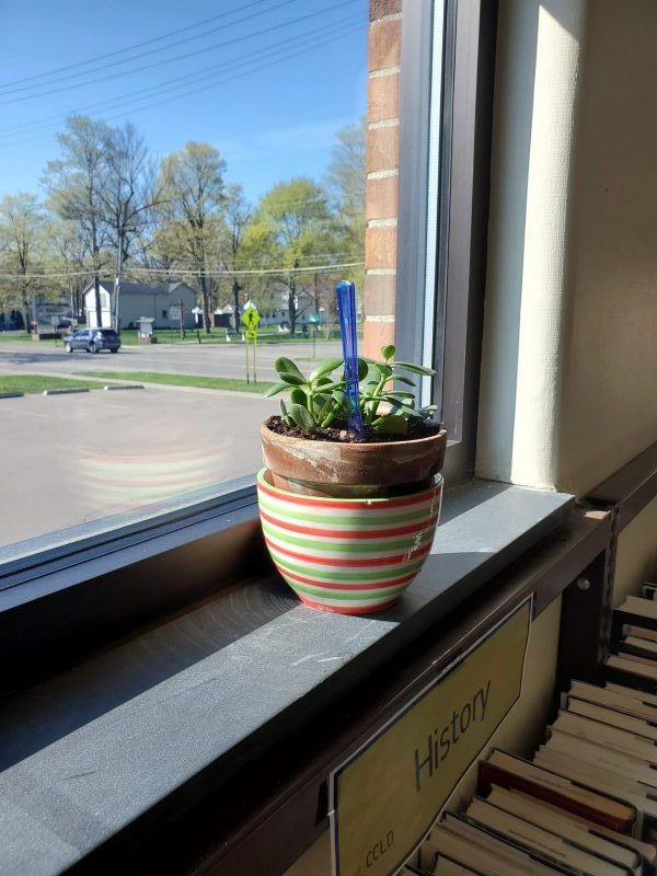 Plants at the Horseheads Free Library – Part 2