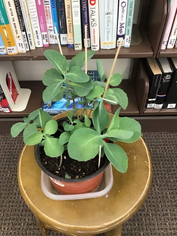 Plants at the Horseheads Free Library – Part 2