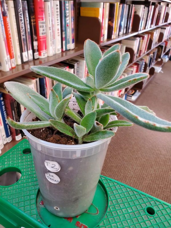 Plants at the Horseheads Free Library – Part 2