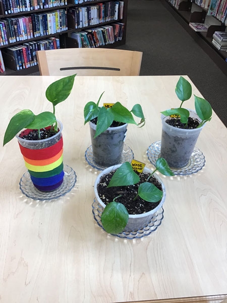 Plants at the Horseheads Free Library – Part 3