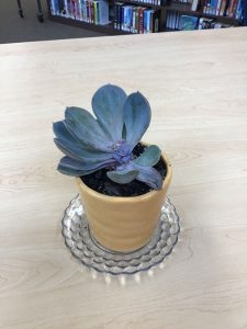 Plants at HFL – An apology to my Plants