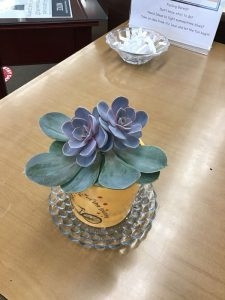 Plants at HFL – An apology to my Plants