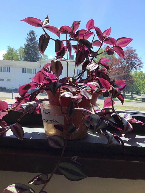 Plants at the Horseheads Free Library – Part 2