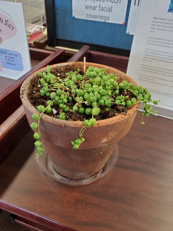 Plants at the Horseheads Free Library – Part 2