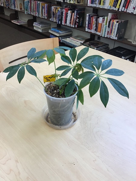 Plants at the Horseheads Free Library – Part 3