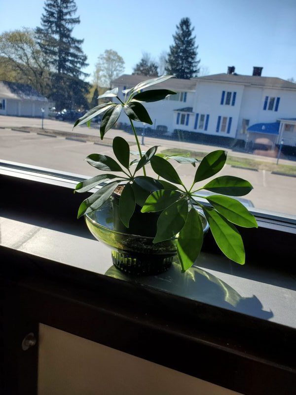 Plants at the Horseheads Free Library – Part 2