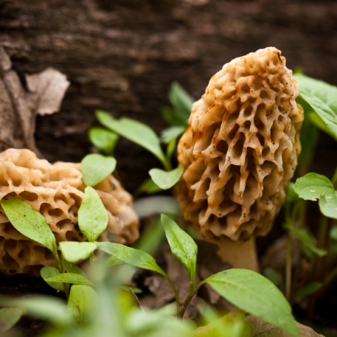 morel mushrooms