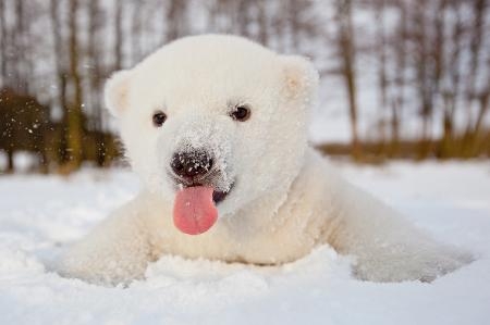 photo of baby polar bear in snow, tongue lolling