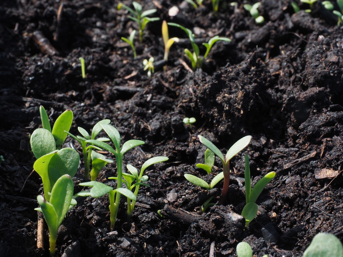 Sprouts growing out of the soil.